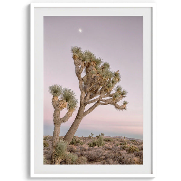 A fine art California desert print in a portrait orientation of a breathtaking Joshua Tree standing alone in a vibrant pink and purple sunset with the moon picking on top of it.