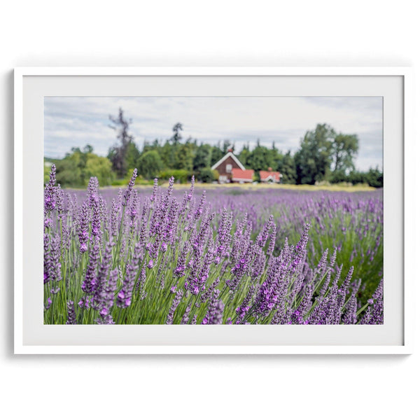 A fine art, colorful, vivid print of a lavender field stretching as far as the eye could see. Add purple and pink hues to your home or office with this floral wall art.