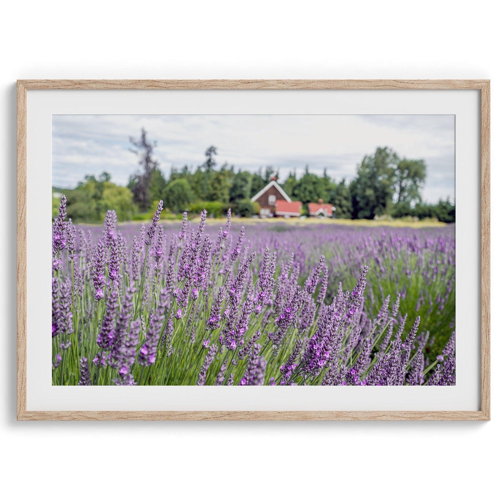 A fine art, colorful, vivid print of a lavender field stretching as far as the eye could see. Add purple and pink hues to your home or office with this floral wall art.