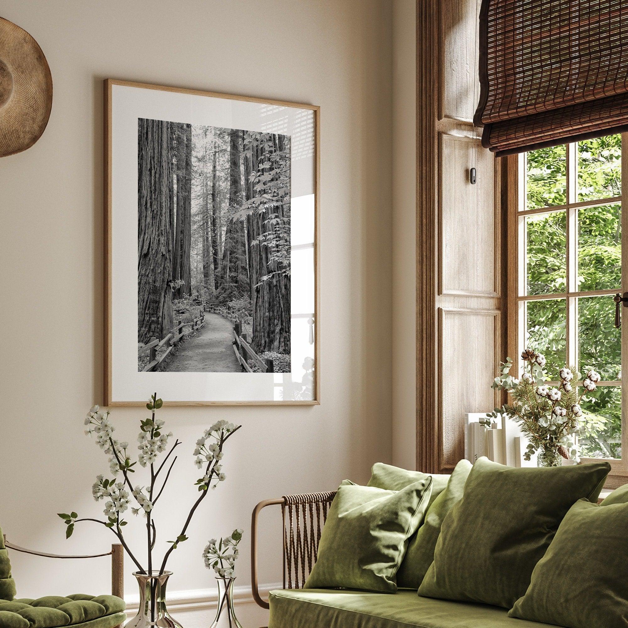 A fine art black and white photograph showcasing a pathway winding through a grove of immense redwood trees in Muir Woods, California. The towering trunks and lush canopy create a serene and magical atmosphere in this forest wall art.