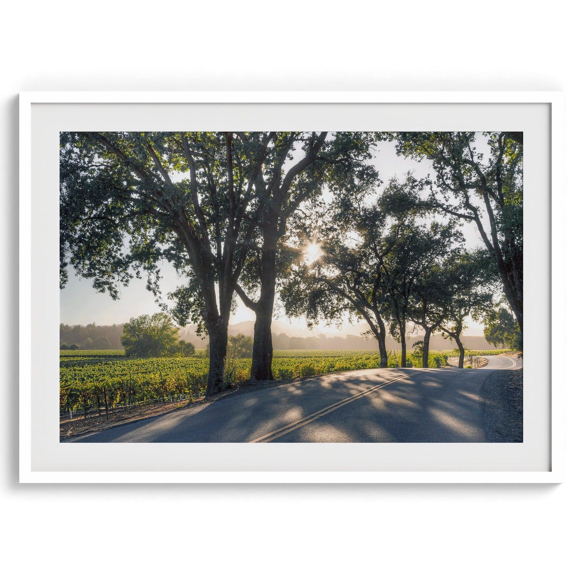 Step into California Wine Country with our fine art print of a winding road through the vineyards of the Russian River in Sonoma Valley. The rays of the setting sun are visible behind the trees, spreading warmth across THE vineyards.