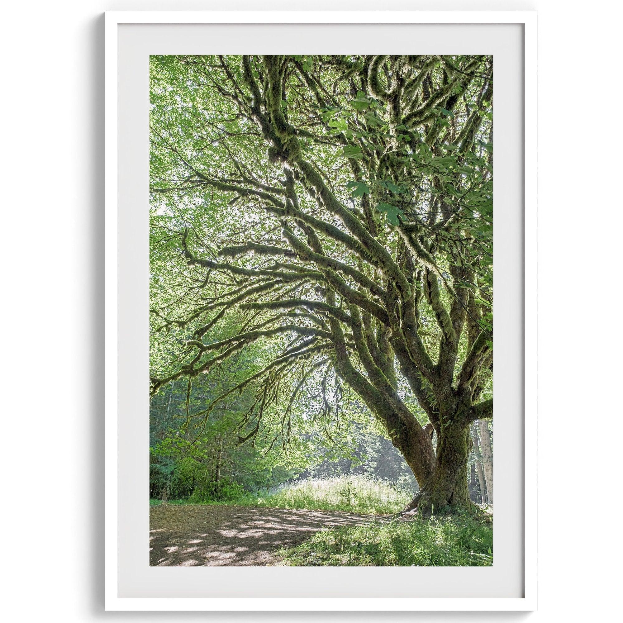 A fine art forest photography print of a magical tree in Hall of Mosses, Olympic National Park, Washington.