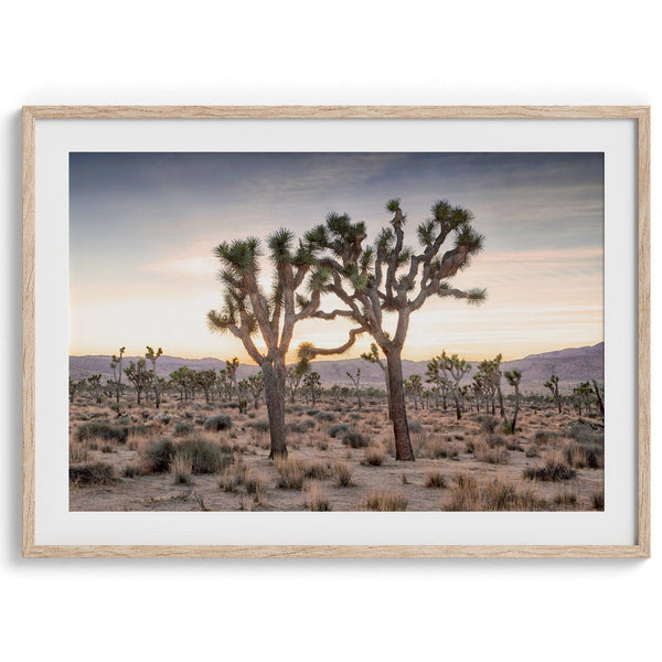 A framed fine art photography print from Joshua Tree National Park of two Joshua Trees in the Sunset. The trees appear to be holding hands. This California desert landscape wall art shows the famous Joshua Trees and desert plants in the Sunset.