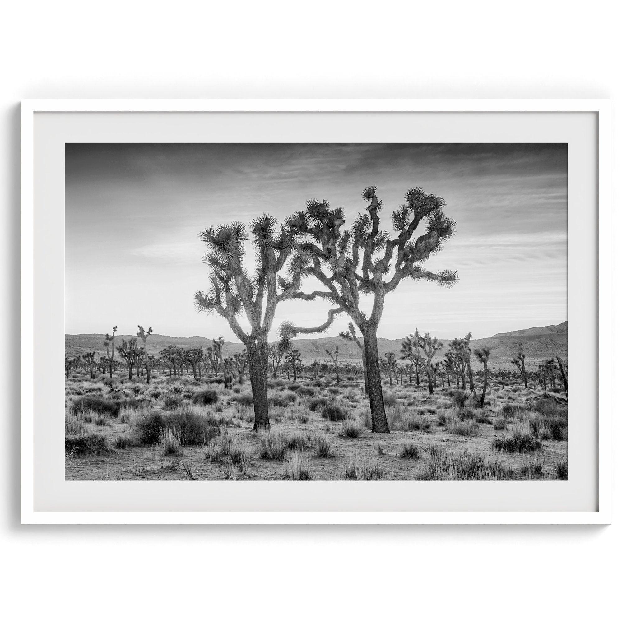 A fine art black and white framed or unframed photography print showcasing two Joshua trees seemingly holding hands in the sunset. This desert wall art will be a great addition to your home or office decor.