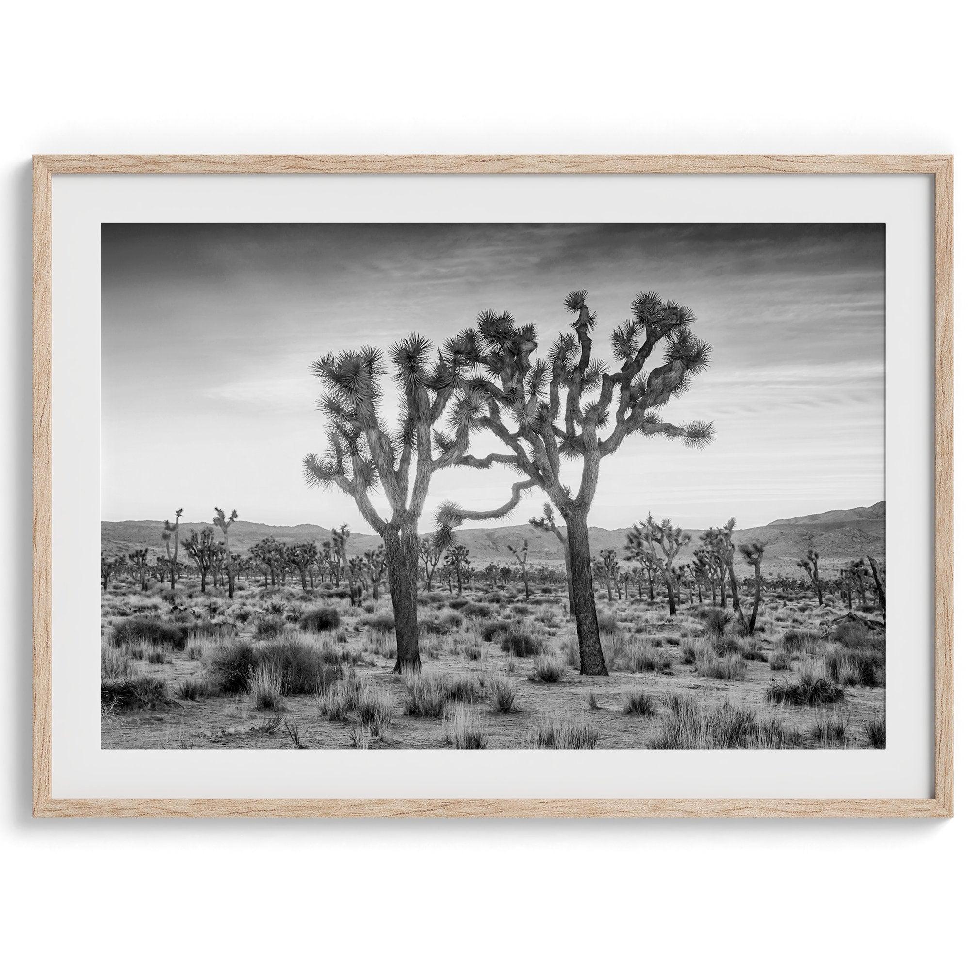 A fine art black and white framed or unframed photography print showcasing two Joshua trees seemingly holding hands in the sunset. This desert wall art will be a great addition to your home or office decor.