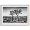 A fine art black and white framed or unframed photography print showcasing two Joshua trees seemingly holding hands in the sunset. This desert wall art will be a great addition to your home or office decor.