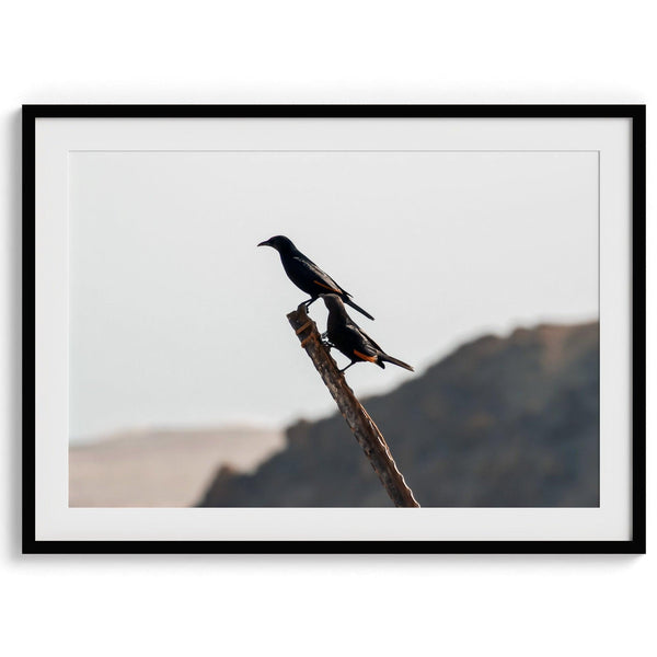 A fine art bird wall art of two birds on a branch in the desert in Israel close to the dead sea.