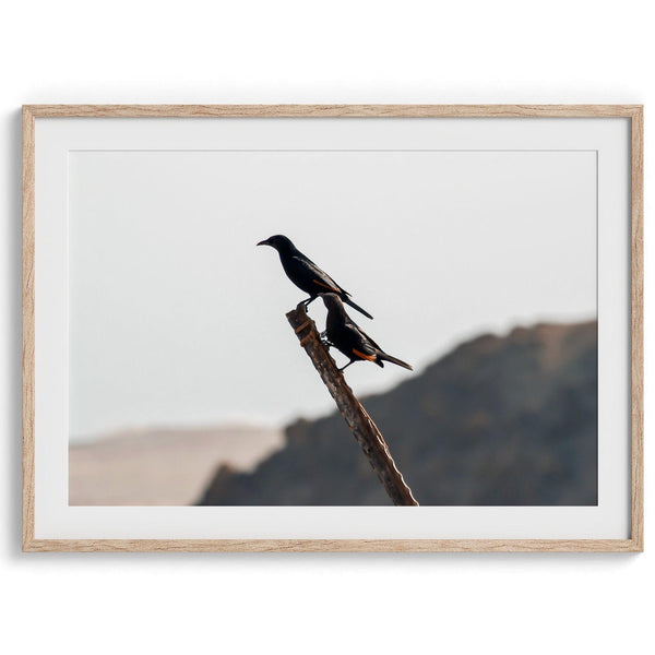A fine art bird wall art of two birds on a branch in the desert in Israel close to the dead sea.