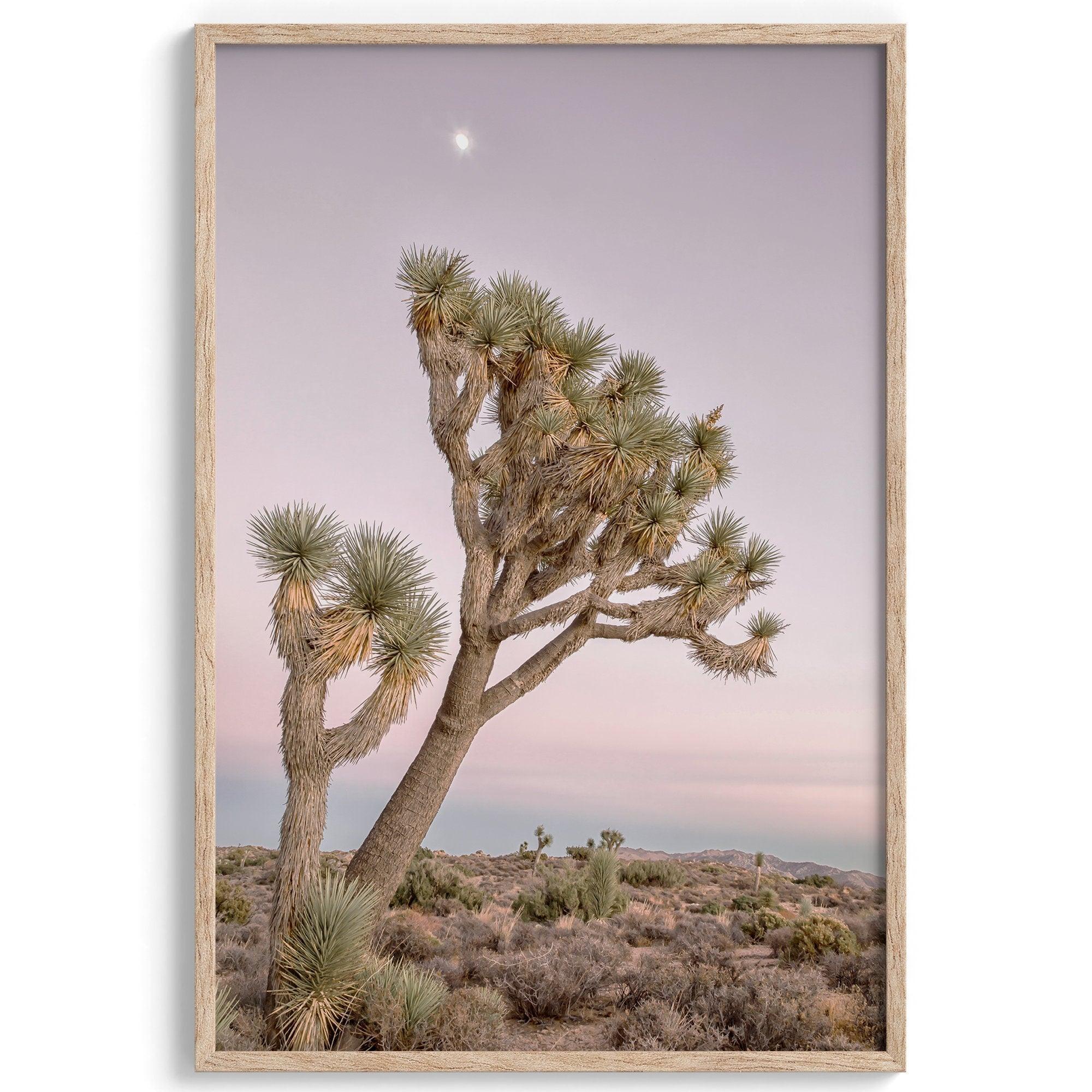 A fine art California desert print in a portrait orientation of a breathtaking Joshua Tree standing alone in a vibrant pink and purple sunset with the moon picking on top of it.