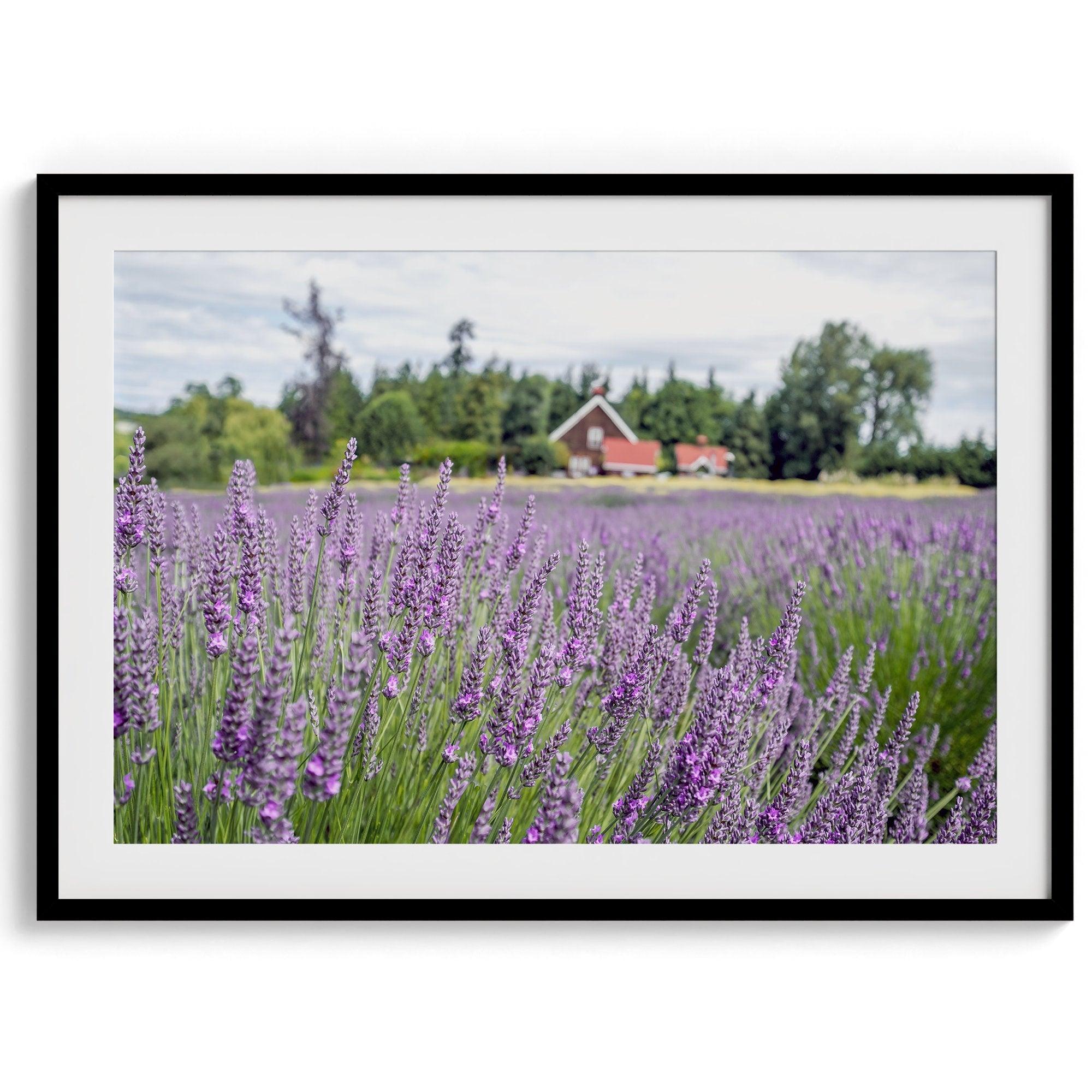 A fine art, colorful, vivid print of a lavender field stretching as far as the eye could see. Add purple and pink hues to your home or office with this floral wall art.