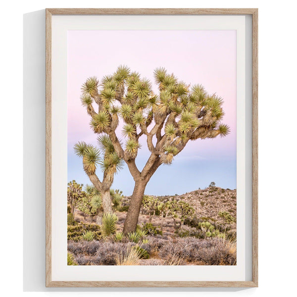 A wall art set of 3 framed or unframed Joshua Tree National Park prints. This desert wall art showcases a stunning Joshua Tree and the desert terrain and plants in a breathtaking Pink sunset filled with Pink and Purple hues. Modern gallery wall set