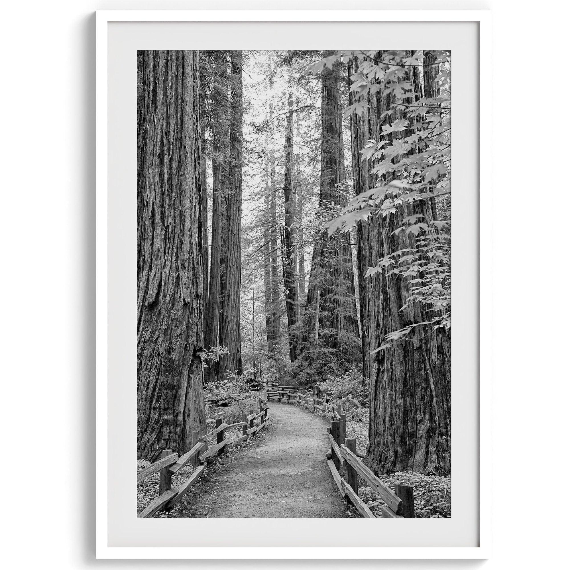 A fine art black and white photograph showcasing a pathway winding through a grove of immense redwood trees in Muir Woods, California. The towering trunks and lush canopy create a serene and magical atmosphere in this forest wall art.