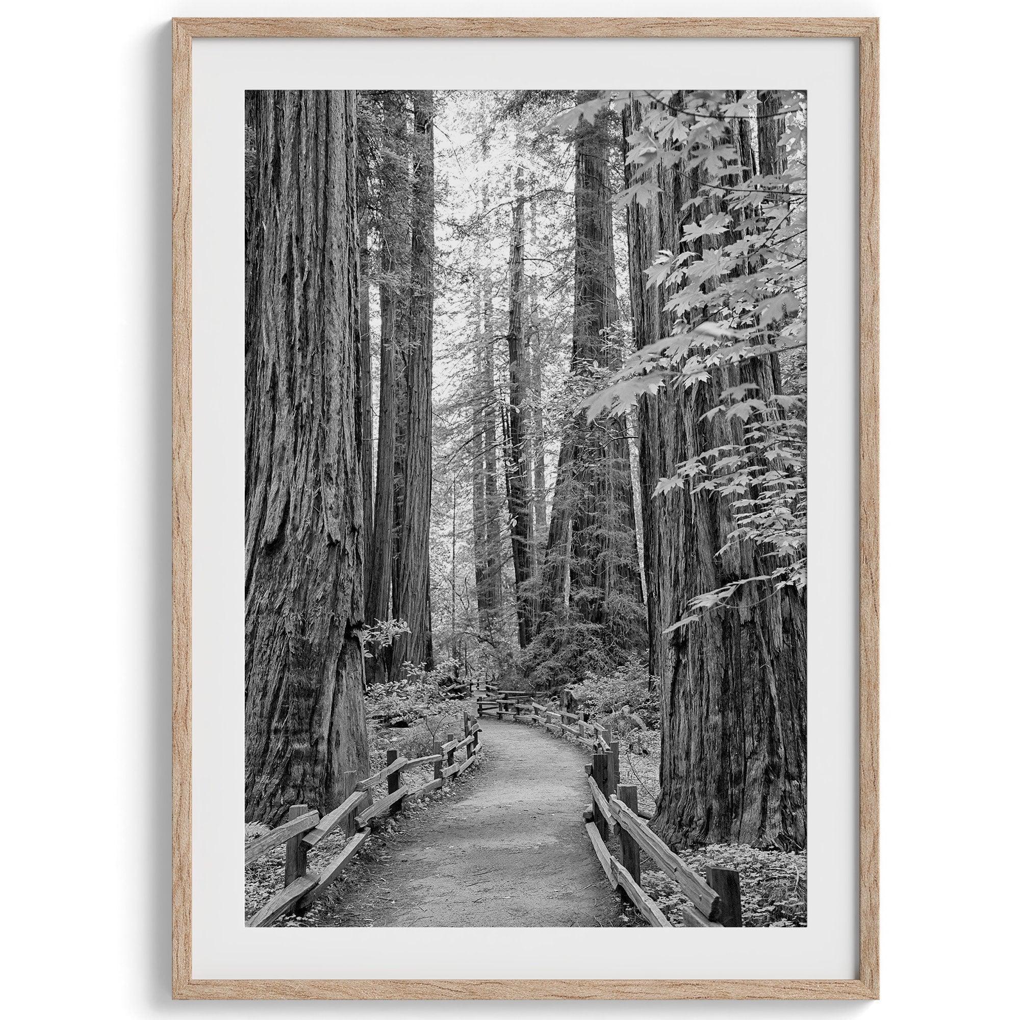 A fine art black and white photograph showcasing a pathway winding through a grove of immense redwood trees in Muir Woods, California. The towering trunks and lush canopy create a serene and magical atmosphere in this forest wall art.