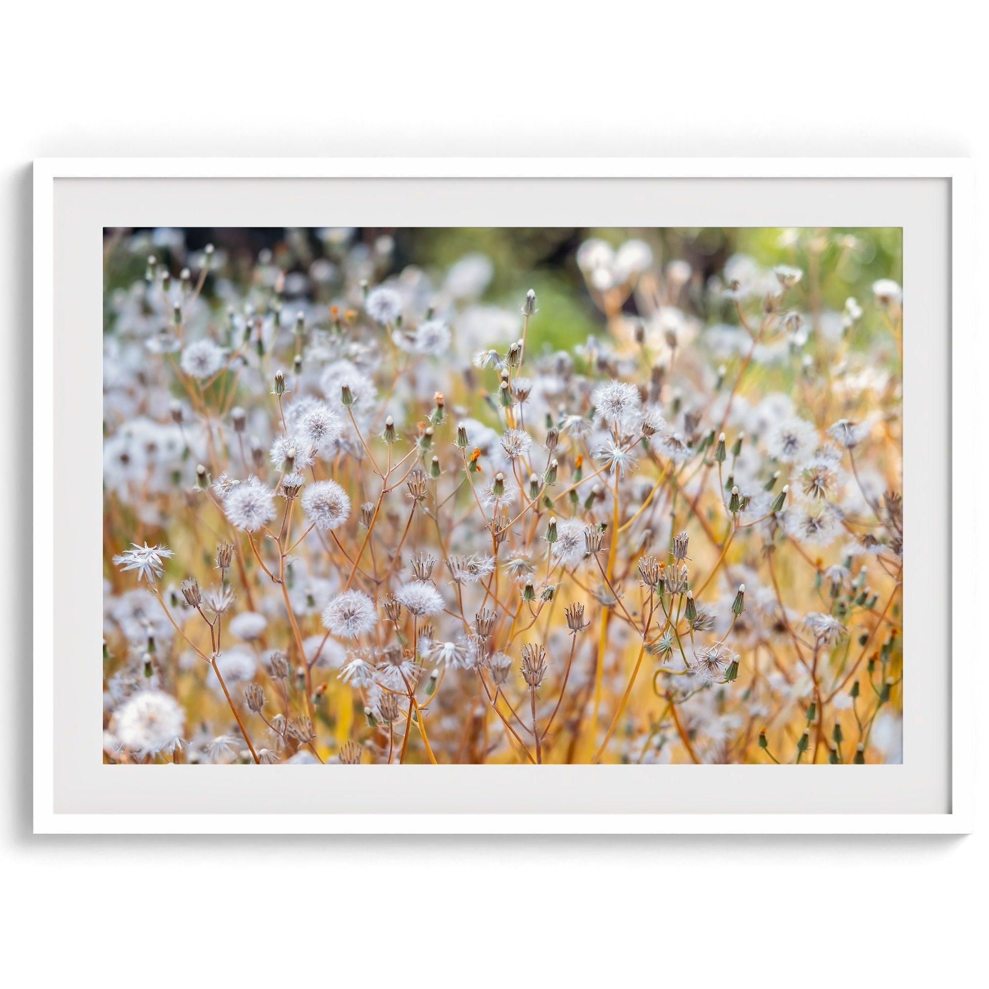 A fine art floral photography print with beautiful white flowers taken in the sunset.