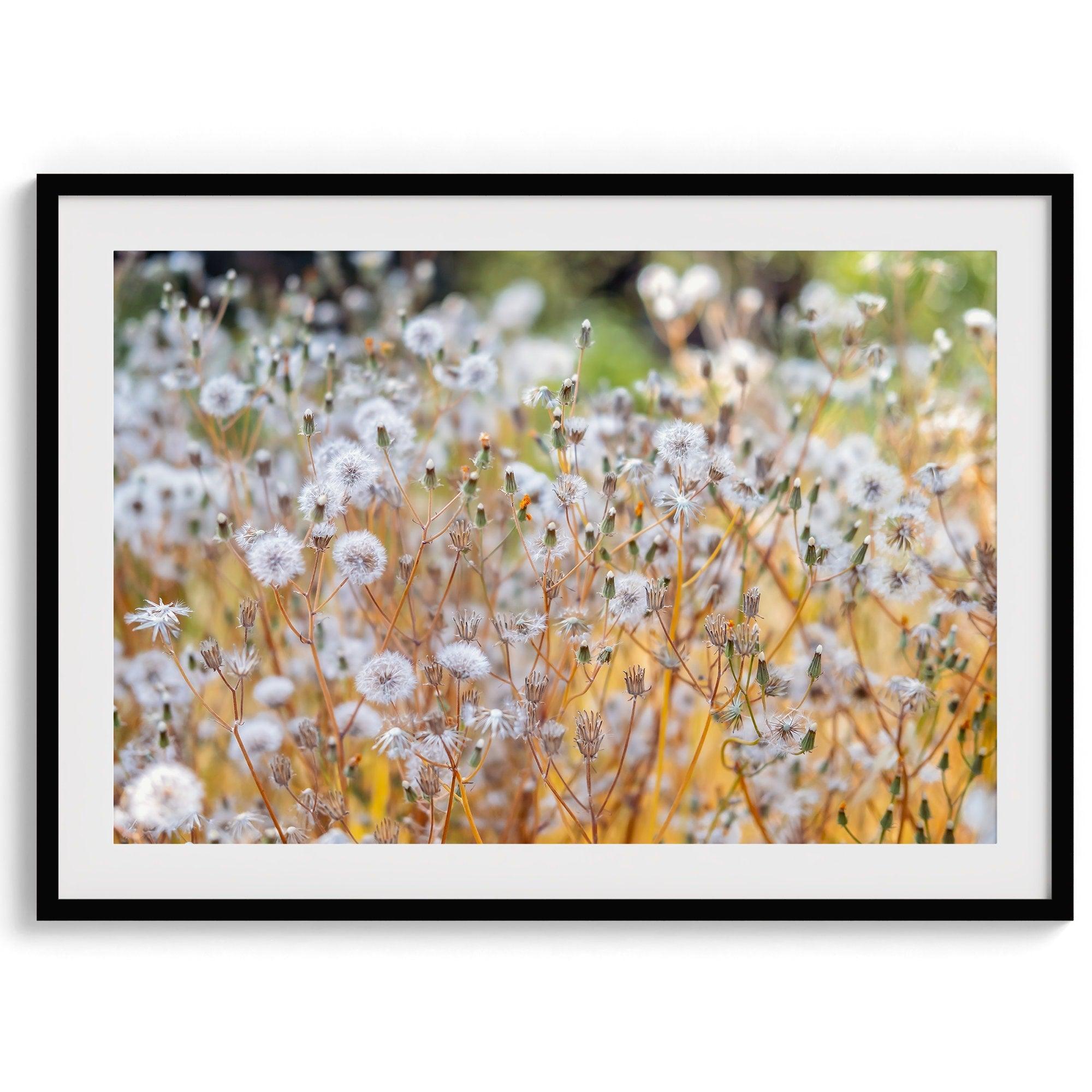 A fine art floral photography print with beautiful white flowers taken in the sunset.