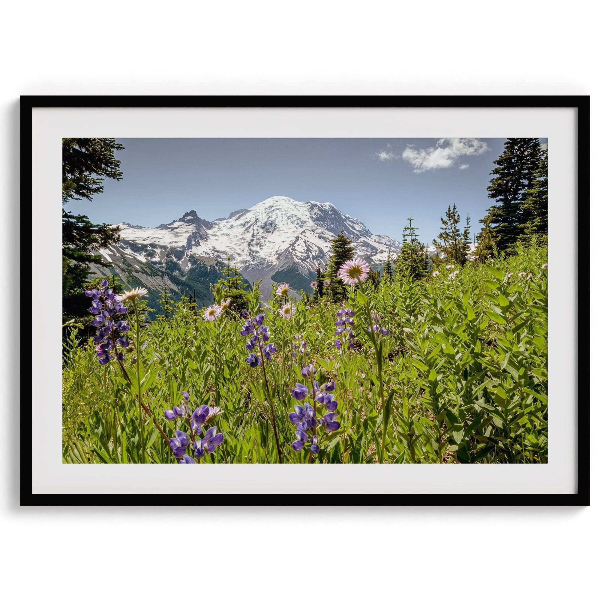 A framed or unframed fine art landscape photography print of Mount Rainier. This Washington wall art showcases a vast bed of flowers in the foreground with the backdrop of the snow-covered Mount Rainier. Perfect as a Mt Rainier National Park poster