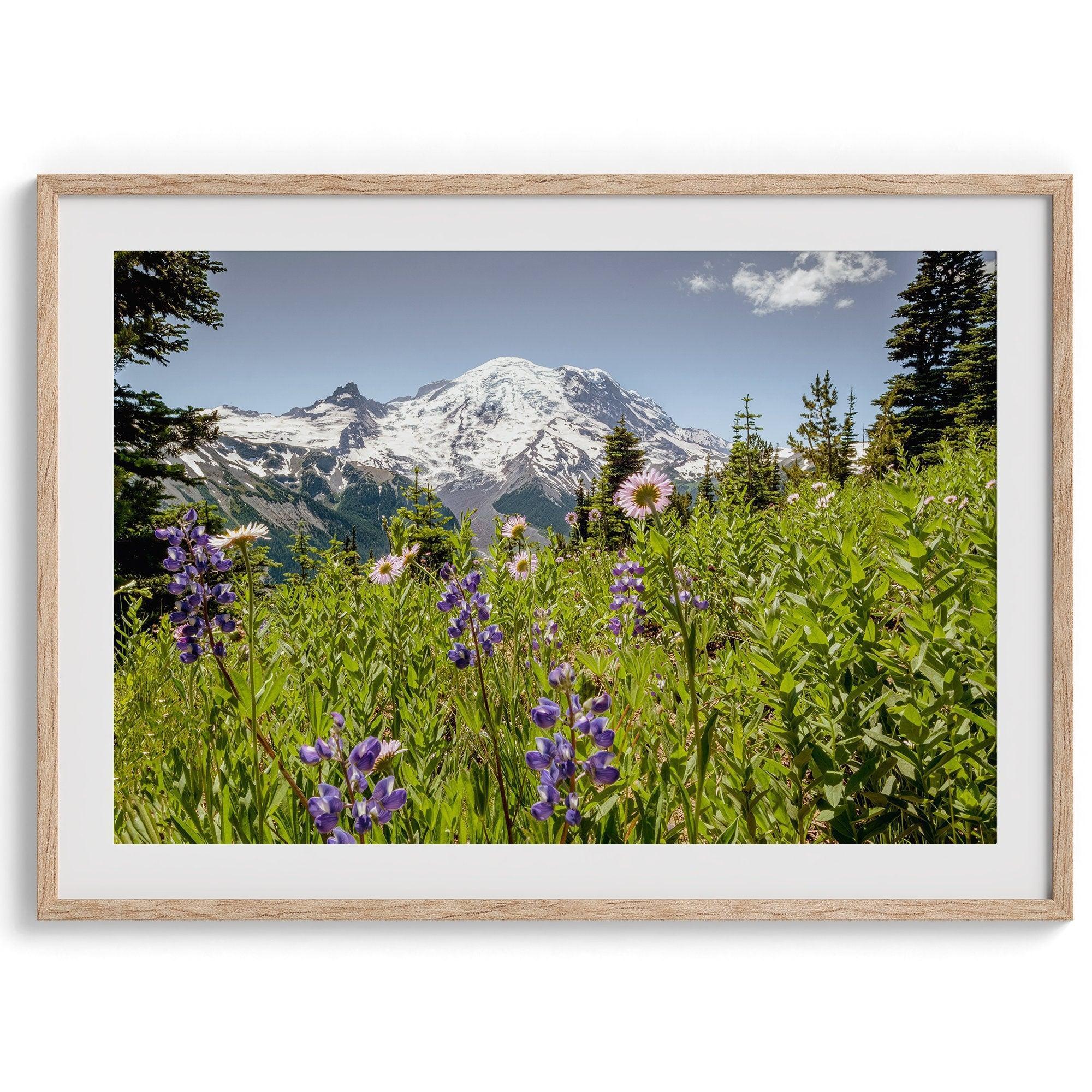 A framed or unframed fine art landscape photography print of Mount Rainier. This Washington wall art showcases a vast bed of flowers in the foreground with the backdrop of the snow-covered Mount Rainier. Perfect as a Mt Rainier National Park poster