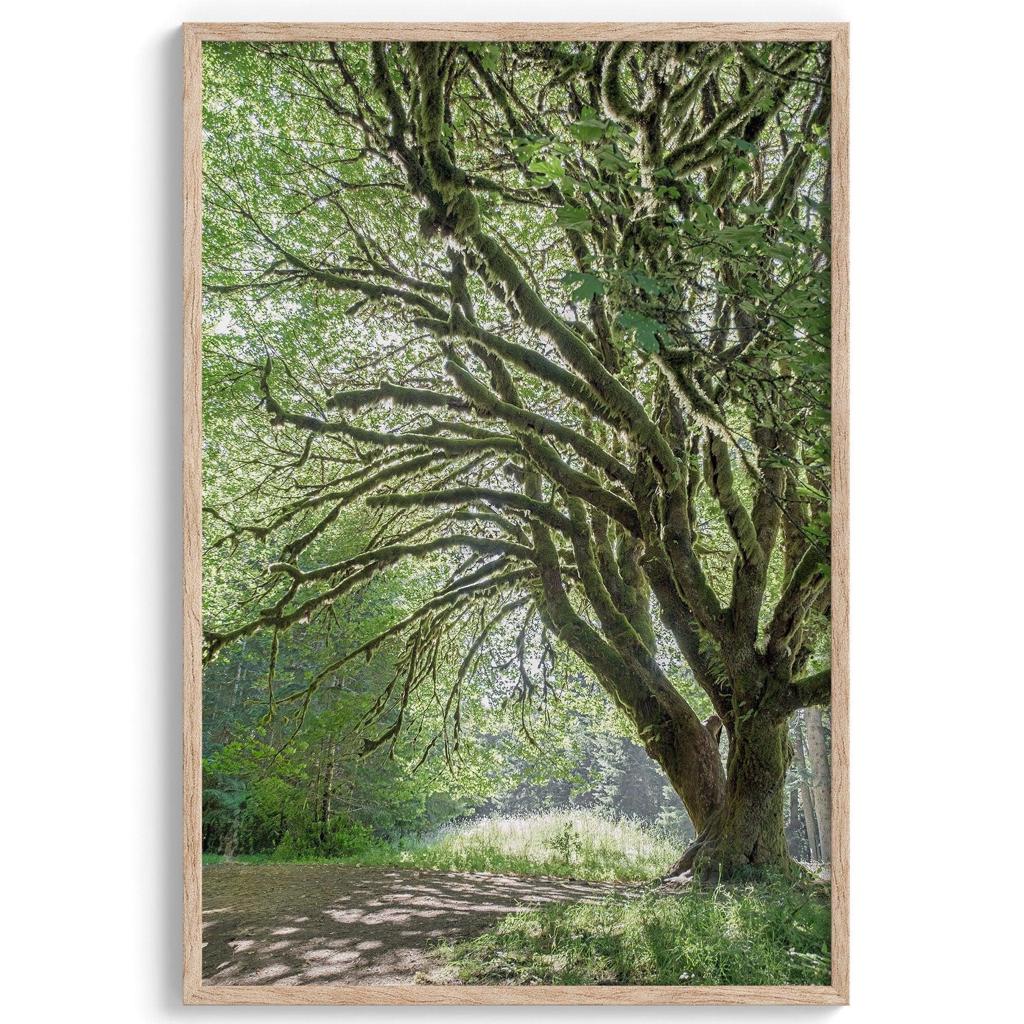 A fine art forest photography print of a magical tree in Hall of Mosses, Olympic National Park, Washington.