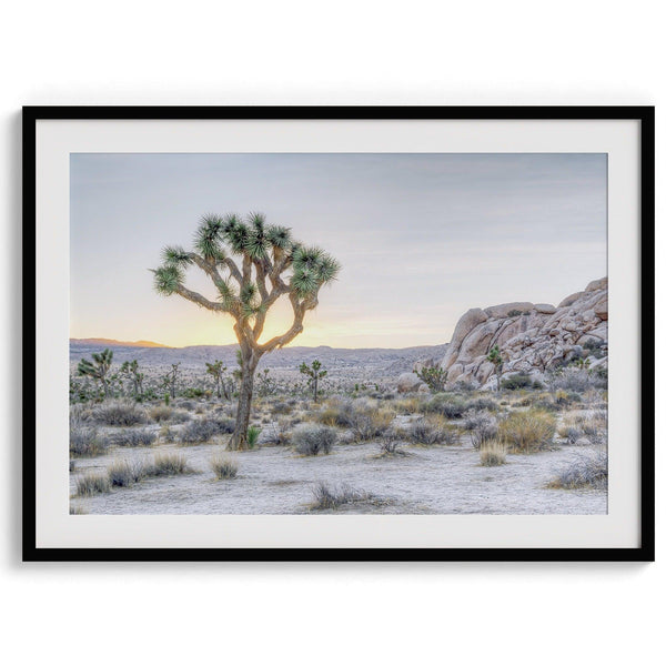 A fine art California desert print showcasing a lone Joshua Tree in the sunset with desert plantation and rocks.
