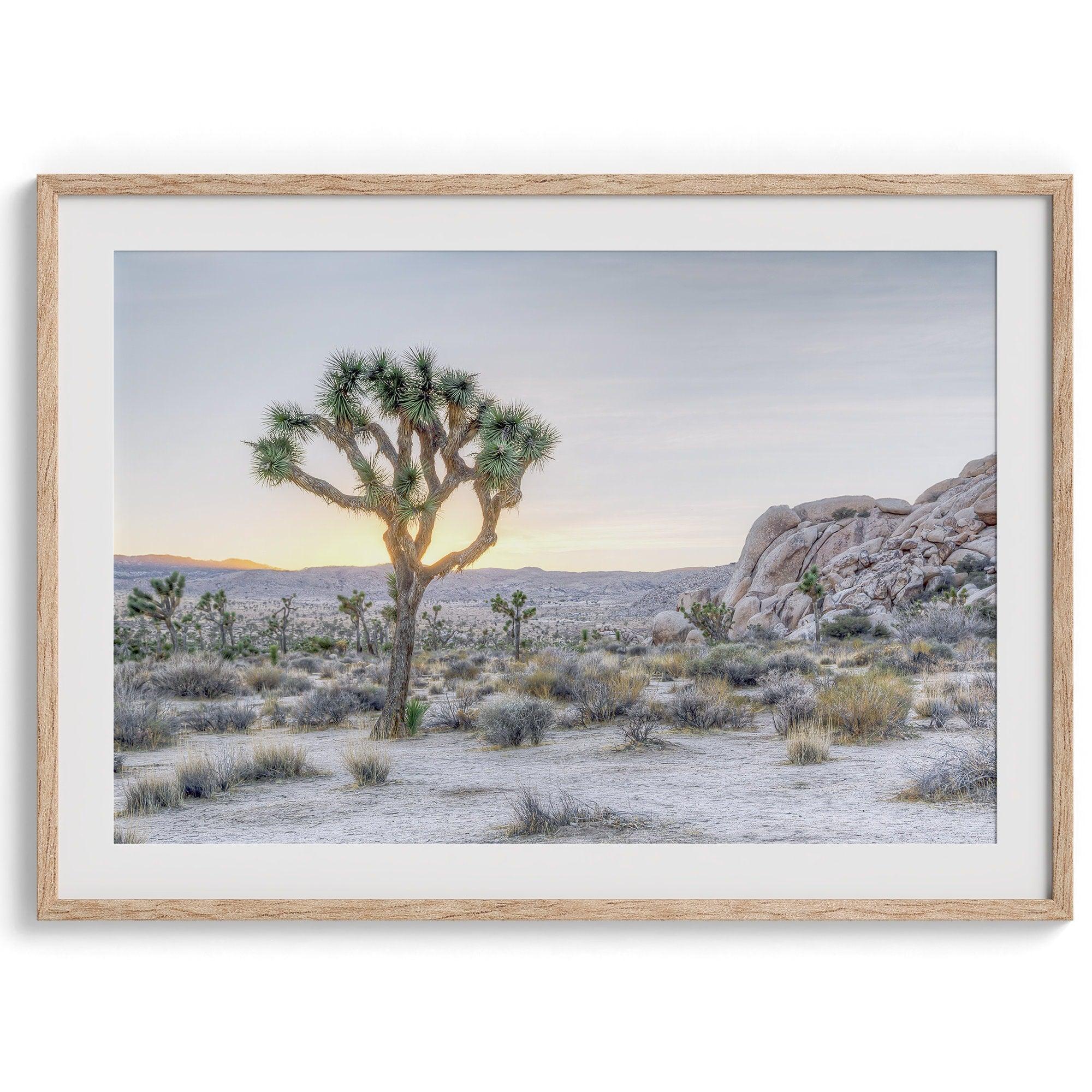 A fine art California desert print showcasing a lone Joshua Tree in the sunset with desert plantation and rocks.