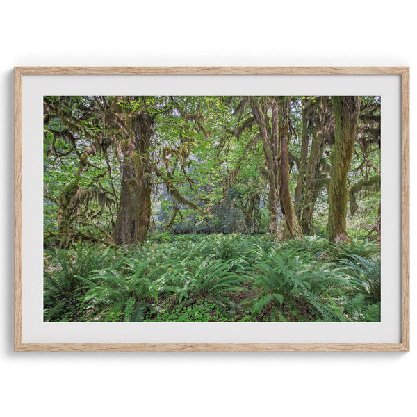 A fine art forest print showcasing the mystical and magical forest of Hall of Mosses in Olympic National Park, Washington.
