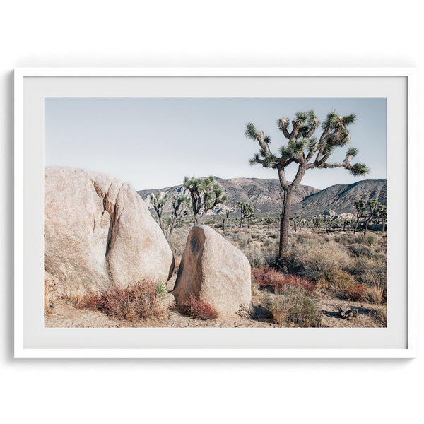 A Joshua Tree Retro Style Fine Art Framed on Unframed Print showcasing a Joshua Tree, large desert rocks in the forefront, and a field for Joshua Trees in the back. Available in multiple sizes.
