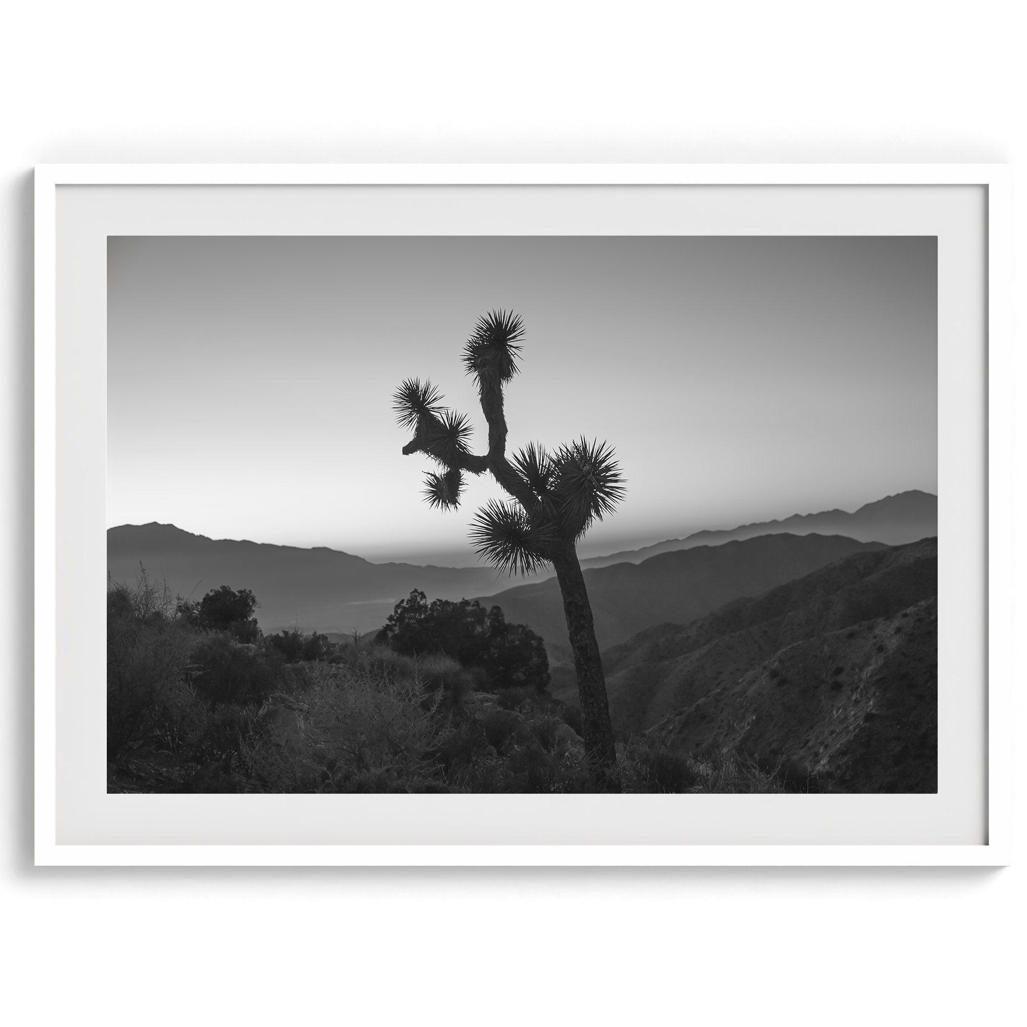 A fine art black and white desert print of a lone Joshua Tree against a sunset with the layered desert mountains behind it.