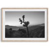 A fine art black and white desert print of a lone Joshua Tree against a sunset with the layered desert mountains behind it.