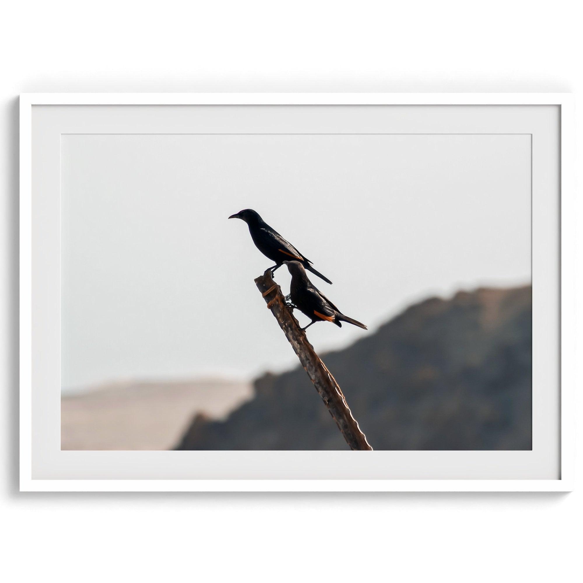 A fine art bird wall art of two birds on a branch in the desert in Israel close to the dead sea.