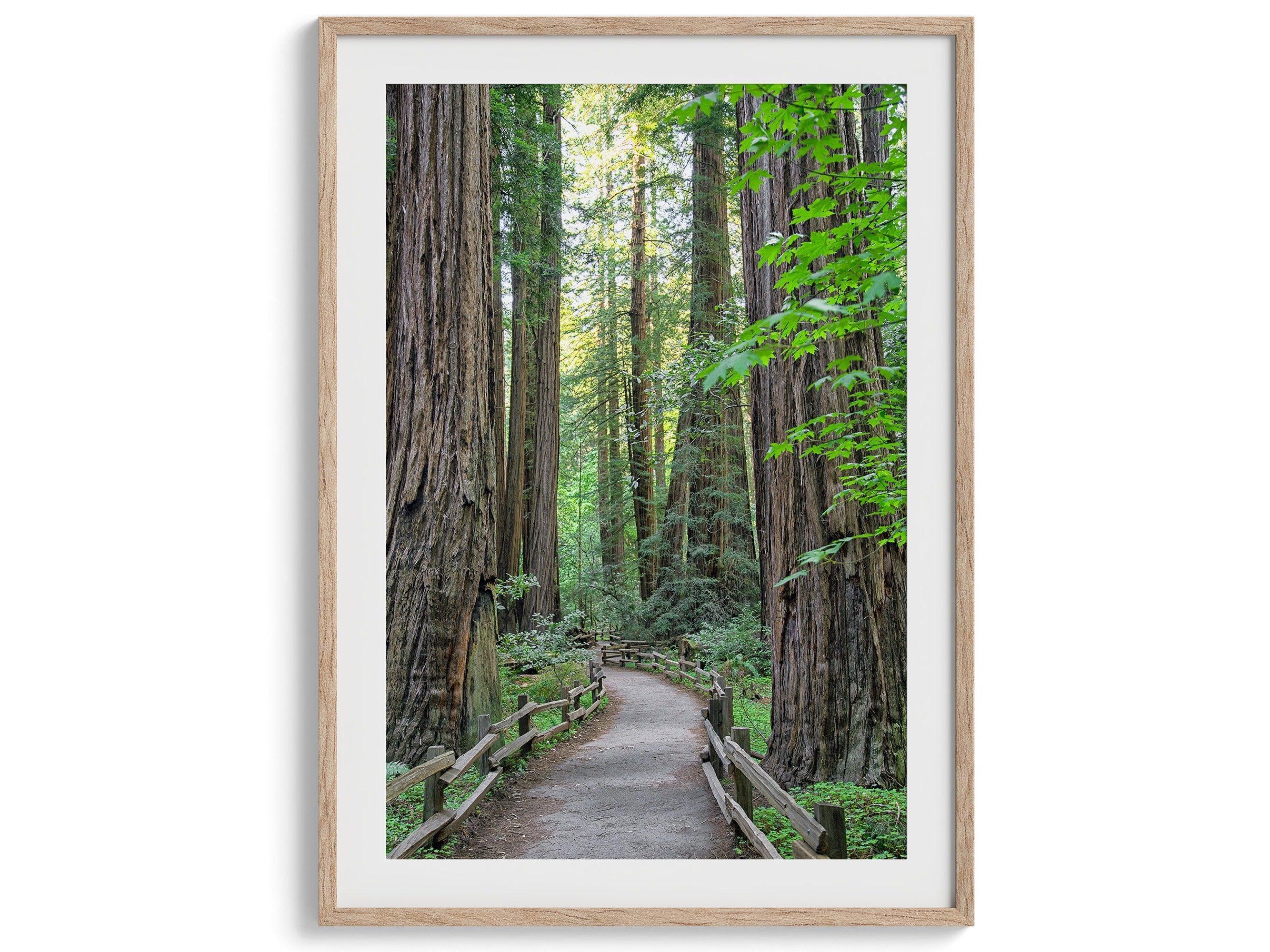 A set of three fine art California Redwood forest prints showcasing lush, stunning, and inspiring forest paths. Symbolizing the different paths we can take in life.