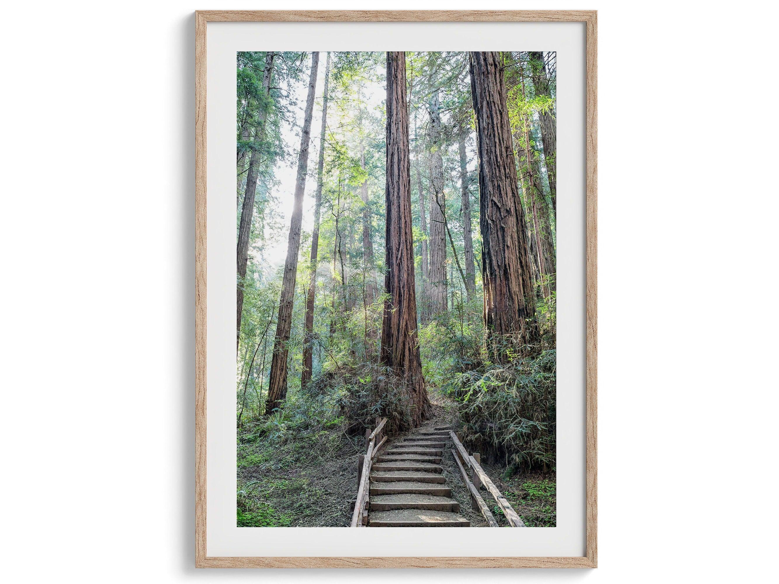 A set of three fine art California Redwood forest prints showcasing lush, stunning, and inspiring forest paths. Symbolizing the different paths we can take in life.