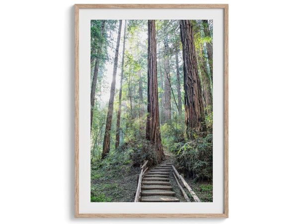 A set of three fine art California Redwood forest prints showcasing lush, stunning, and inspiring forest paths. Symbolizing the different paths we can take in life.