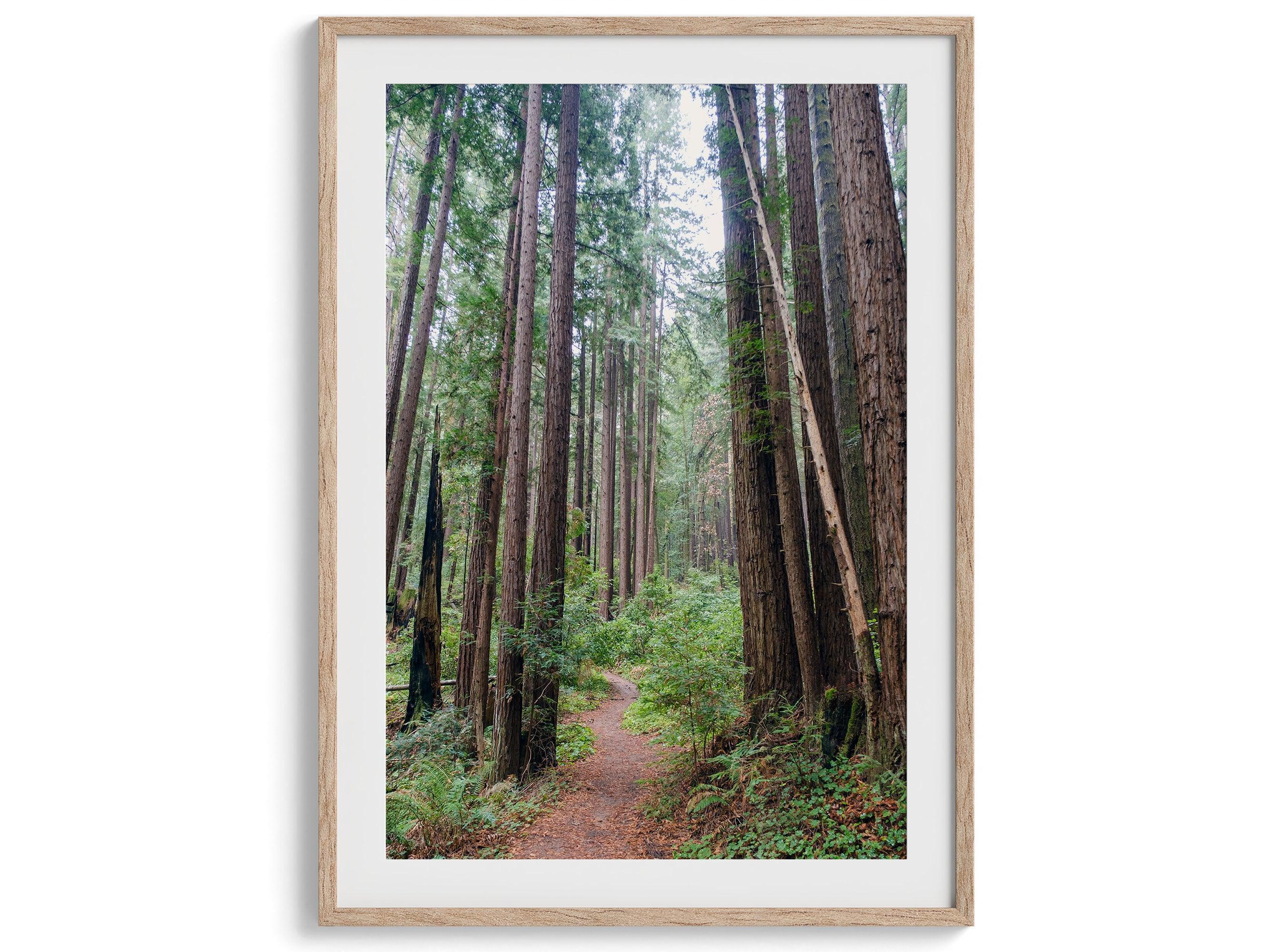 A set of three fine art California Redwood forest prints showcasing lush, stunning, and inspiring forest paths. Symbolizing the different paths we can take in life.