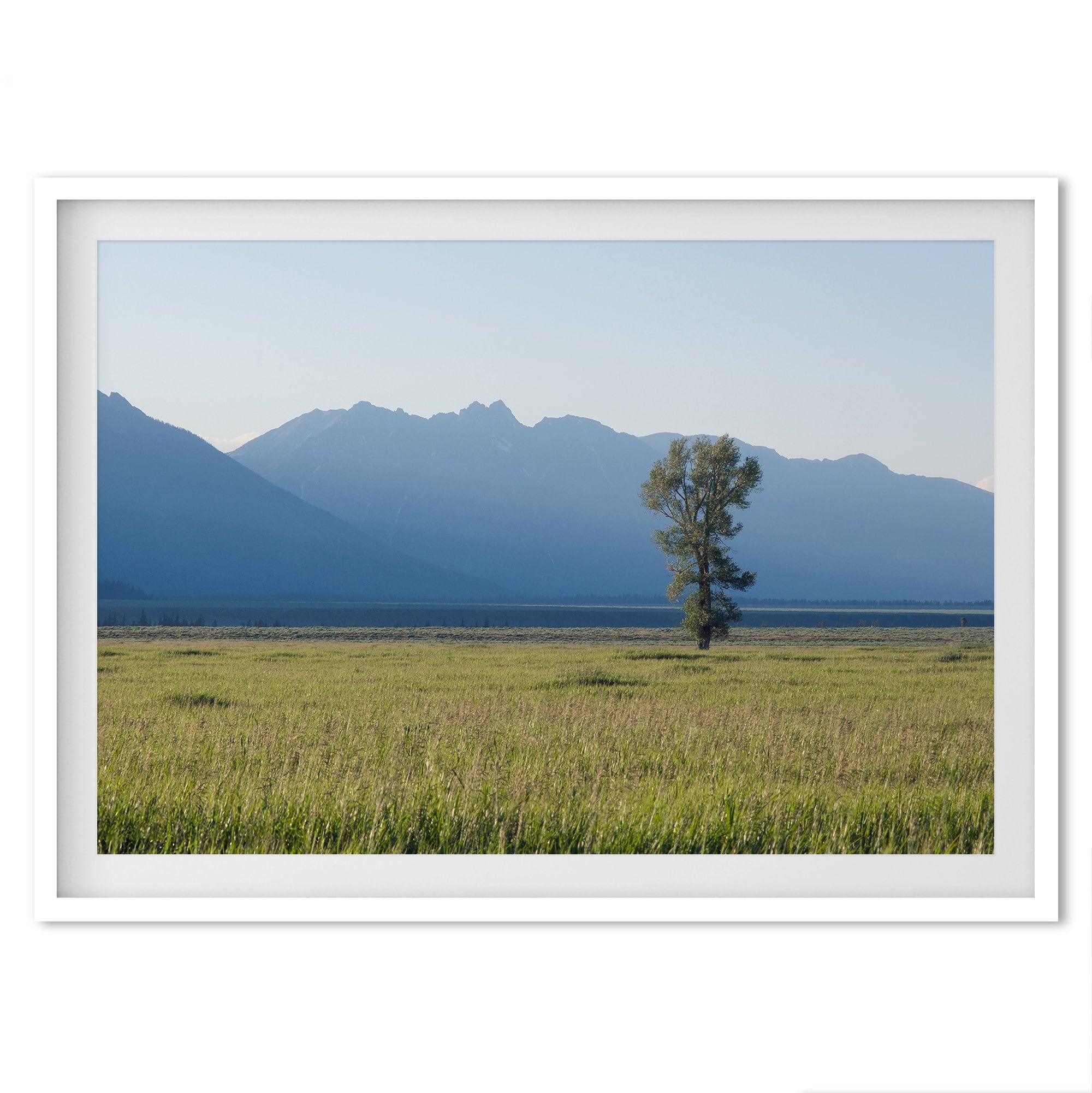 A fine art print showcasing a lone cottonwood tree during sunset in Grand Teton National Park. In this Nature wall art, the Teton mountains are shown layered in the backdrop with rays of sunset.