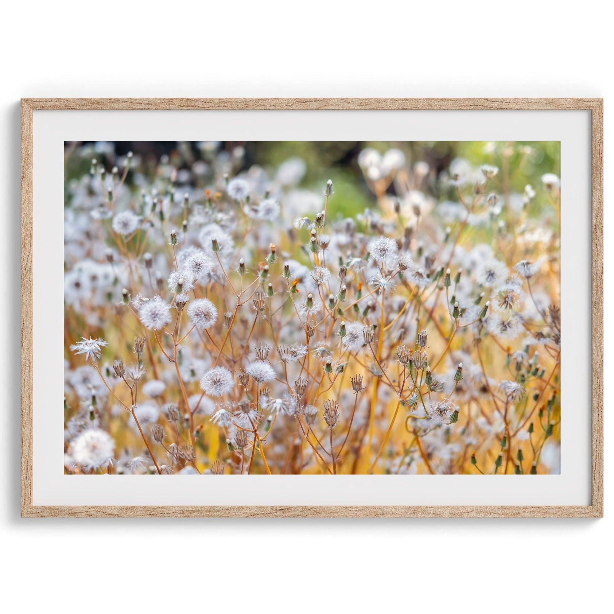 A fine art floral photography print with beautiful white flowers taken in the sunset.