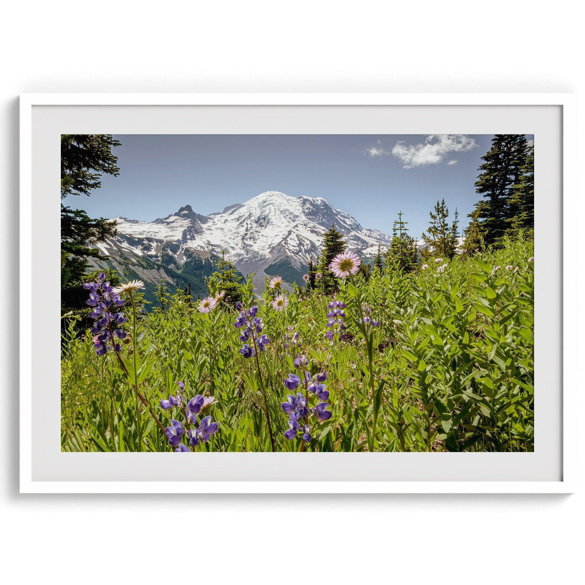 A framed or unframed fine art landscape photography print of Mount Rainier. This Washington wall art showcases a vast bed of flowers in the foreground with the backdrop of the snow-covered Mount Rainier. Perfect as a Mt Rainier National Park poster