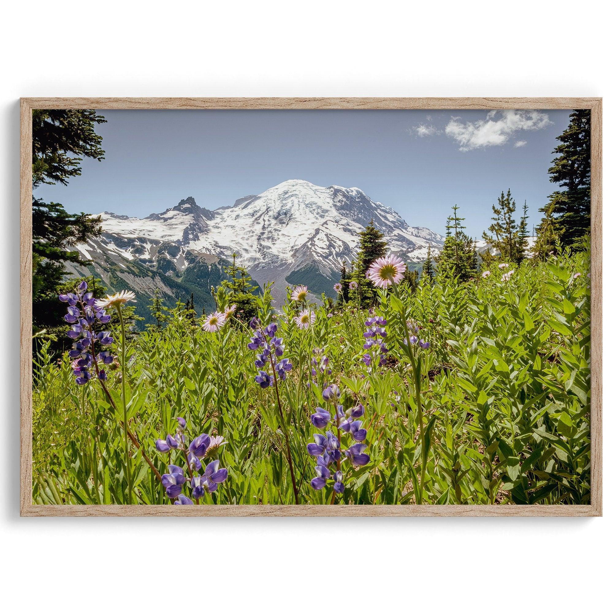 A framed or unframed fine art landscape photography print of Mount Rainier. This Washington wall art showcases a vast bed of flowers in the foreground with the backdrop of the snow-covered Mount Rainier. Perfect as a Mt Rainier National Park poster