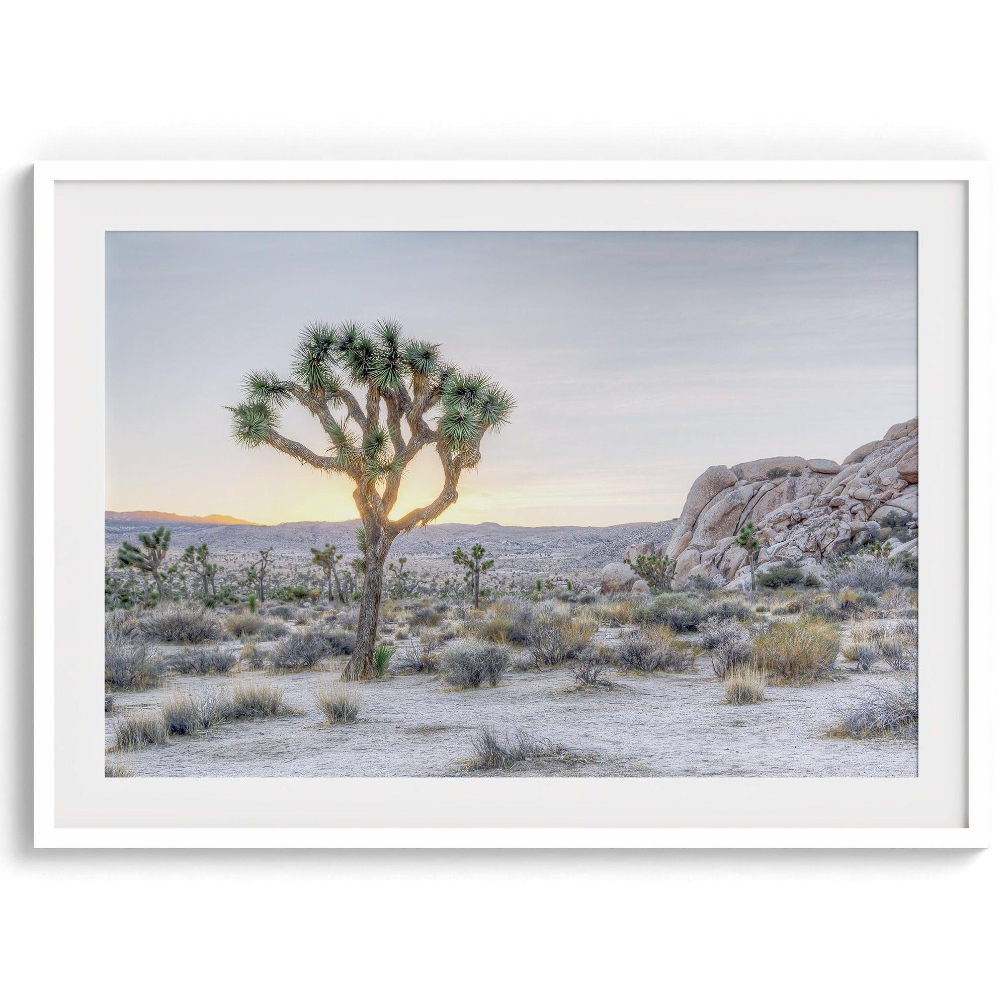 A fine art California desert print showcasing a lone Joshua Tree in the sunset with desert plantation and rocks.