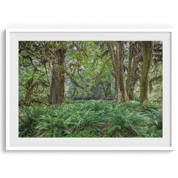 A fine art forest print showcasing the mystical and magical forest of Hall of Mosses in Olympic National Park, Washington.