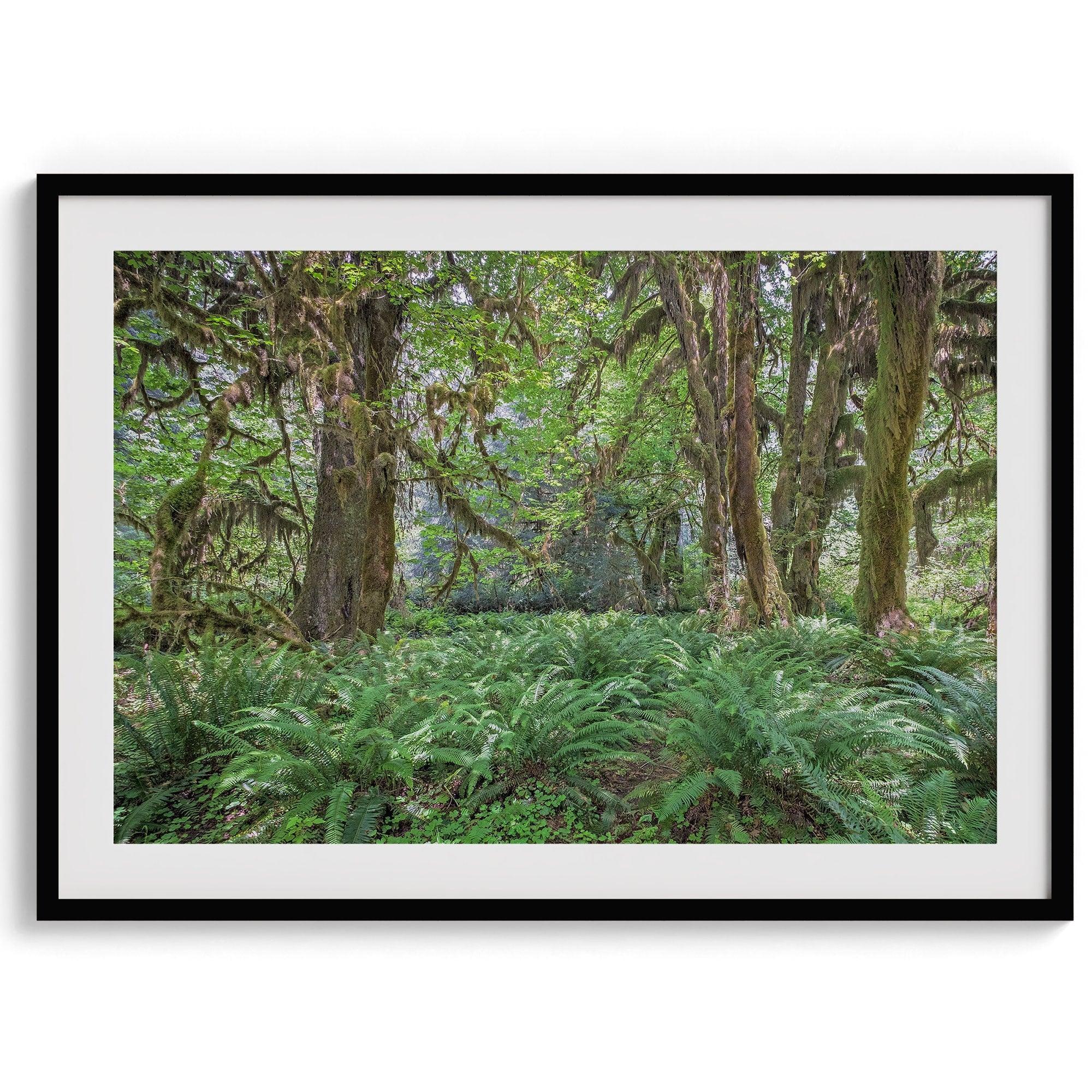 A fine art forest print showcasing the mystical and magical forest of Hall of Mosses in Olympic National Park, Washington.