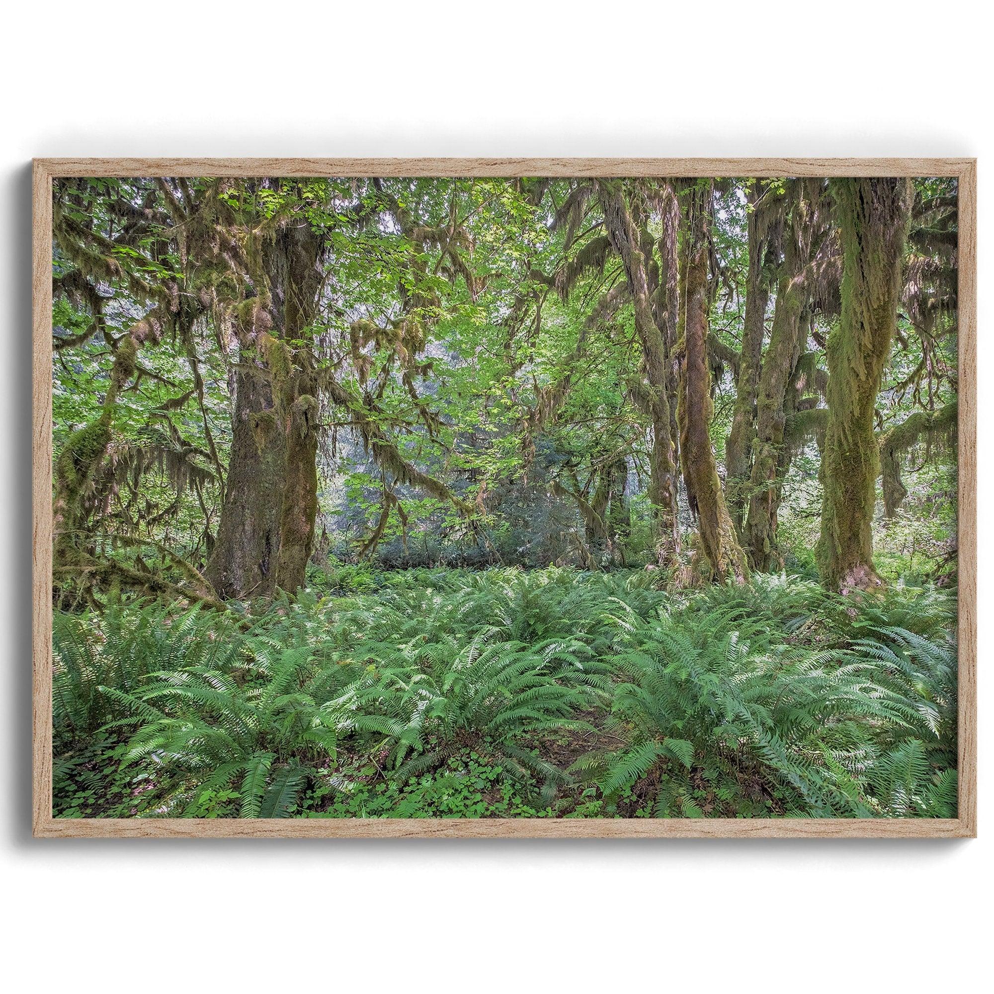 A fine art forest print showcasing the mystical and magical forest of Hall of Mosses in Olympic National Park, Washington.