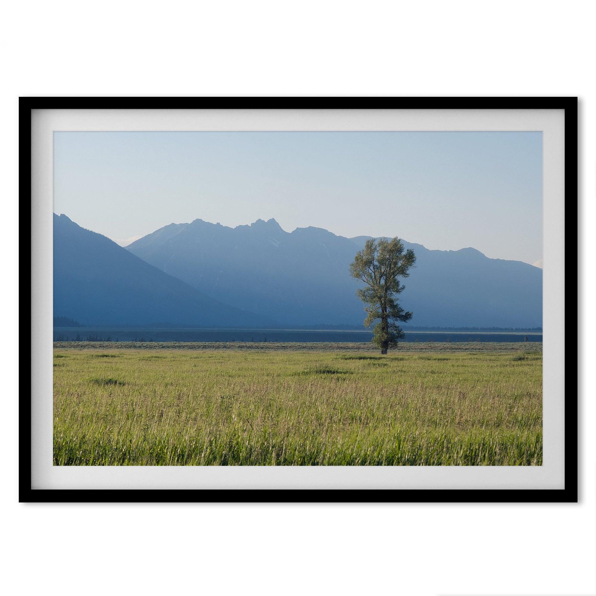 A fine art print showcasing a lone cottonwood tree during sunset in Grand Teton National Park. In this Nature wall art, the Teton mountains are shown layered in the backdrop with rays of sunset.