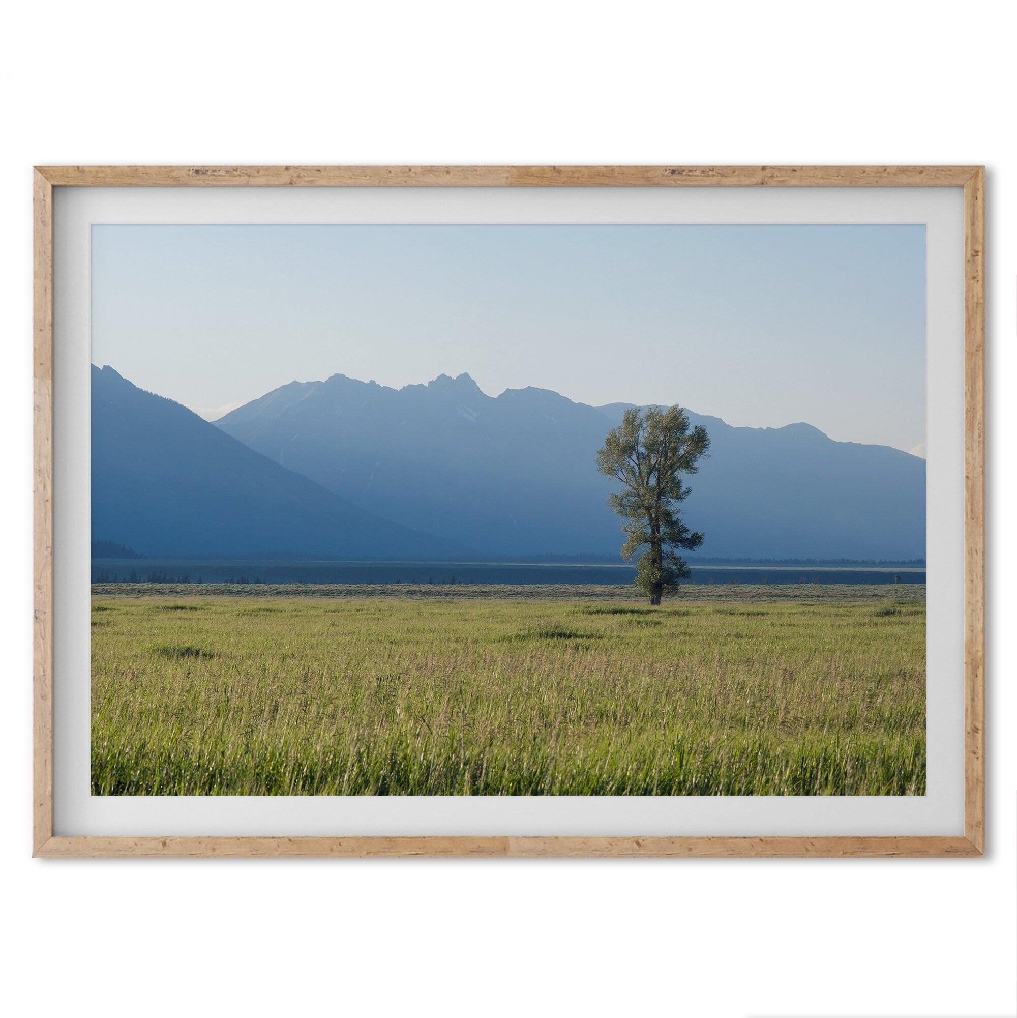 A fine art print showcasing a lone cottonwood tree during sunset in Grand Teton National Park. In this Nature wall art, the Teton mountains are shown layered in the backdrop with rays of sunset.