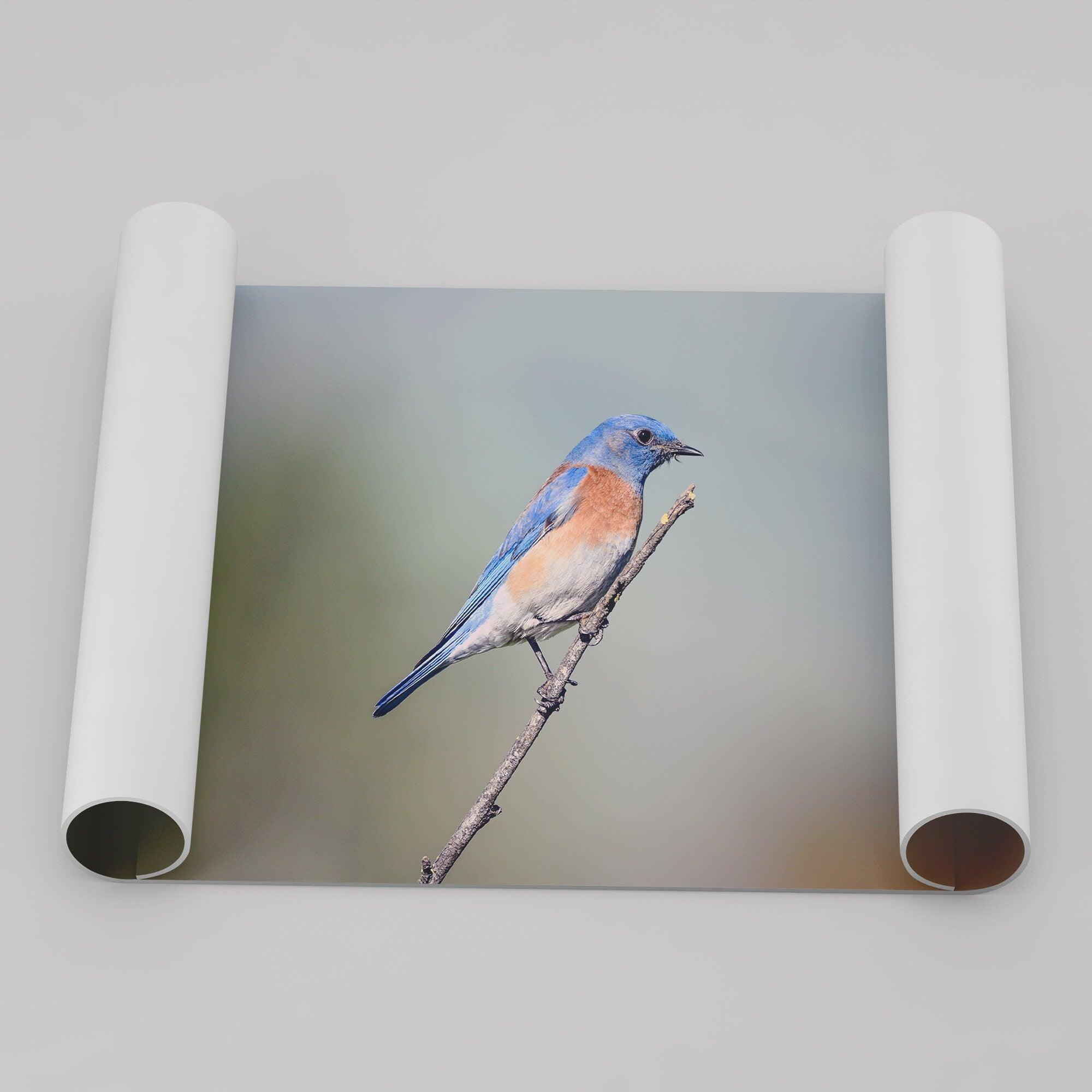 A fine art bird photography print featuring a close up look at a breathtaking Western Blue Bird in California.