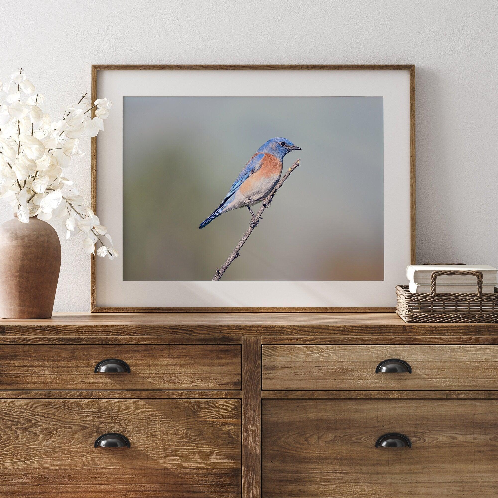 A fine art bird photography print featuring a close up look at a breathtaking Western Blue Bird in California.