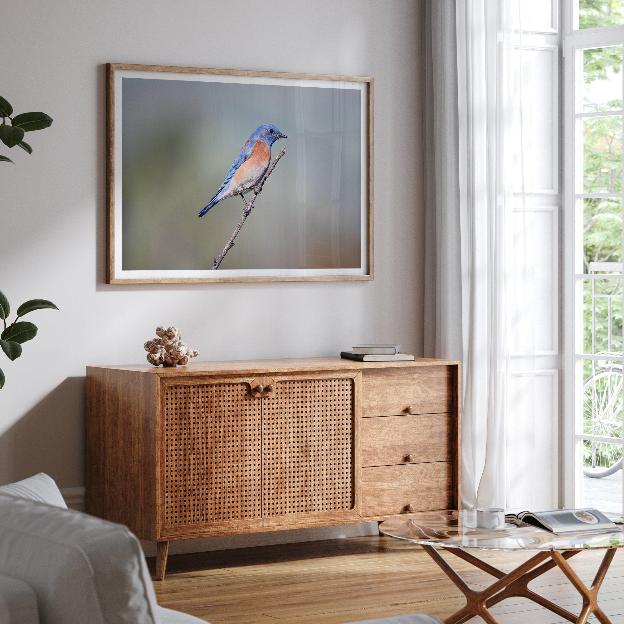 A fine art bird photography print featuring a close up look at a breathtaking Western Blue Bird in California.