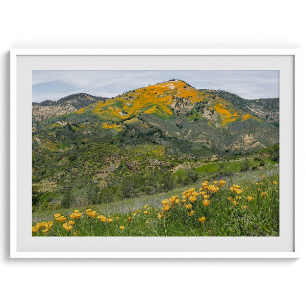 A fine art flower mountain print showing an awe-inspiring Poppy bloom on Figueroa Mountain in Californi.