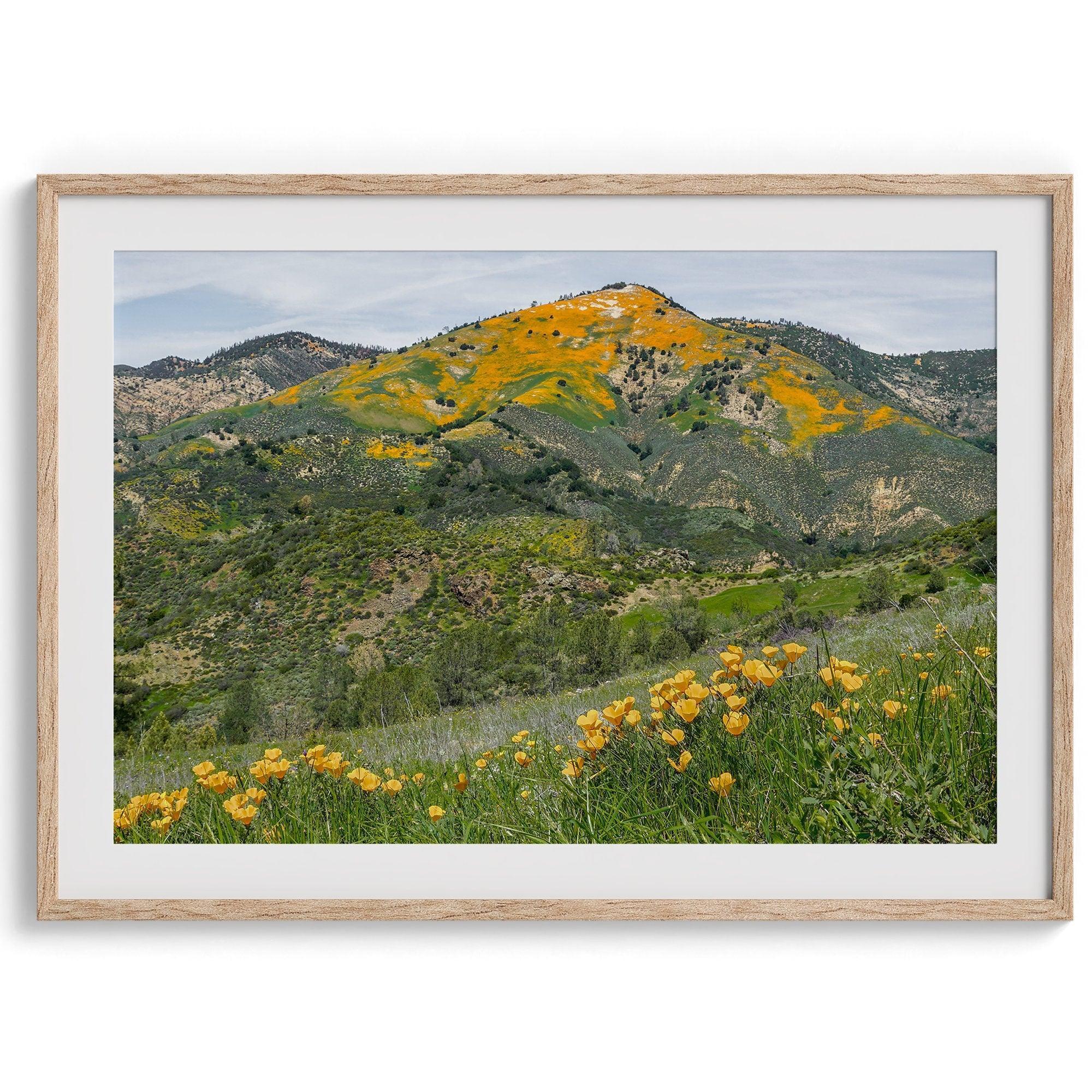 A fine art flower mountain print showing an awe-inspiring Poppy bloom on Figueroa Mountain in Californi.