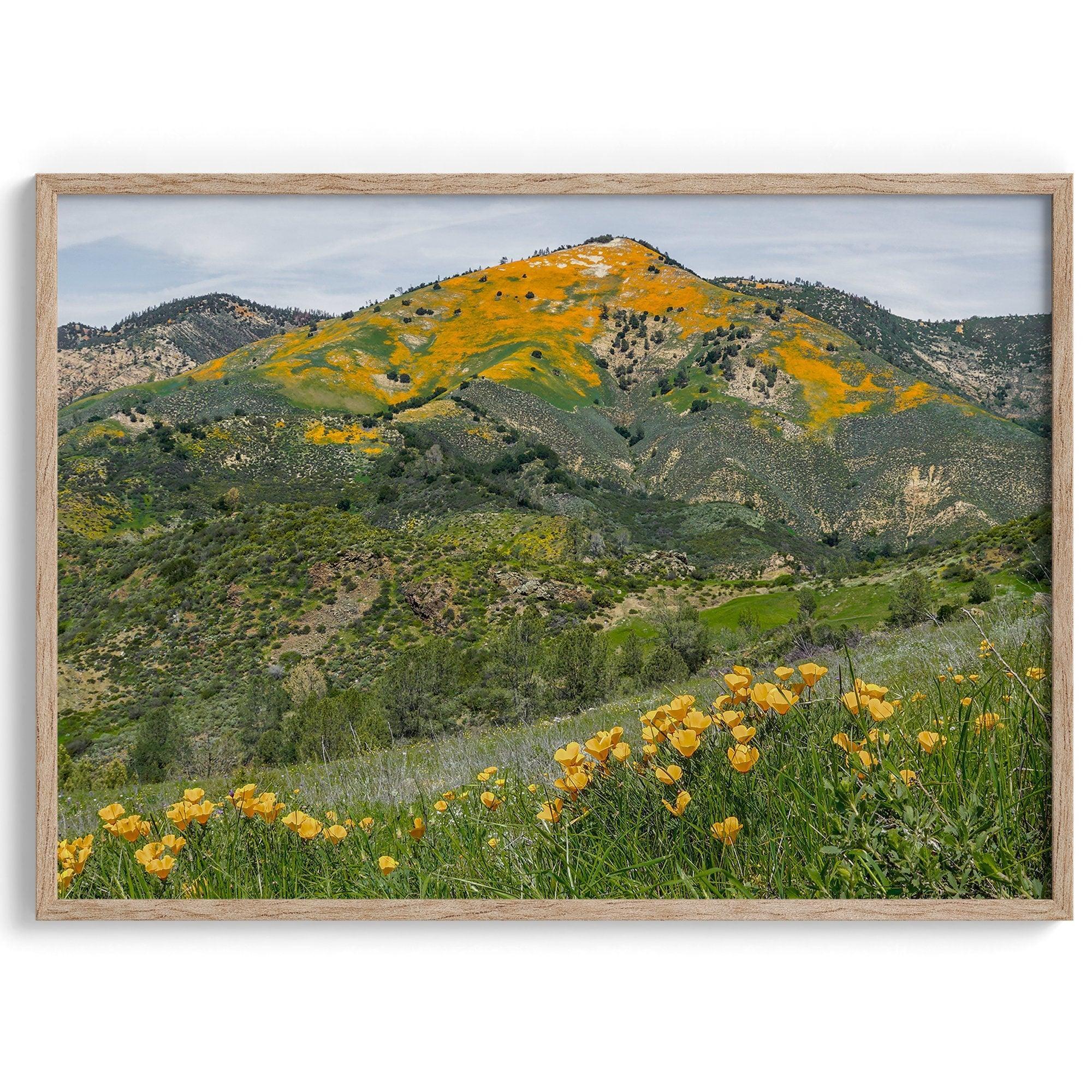 A fine art flower mountain print showing an awe-inspiring Poppy bloom on Figueroa Mountain in Californi.