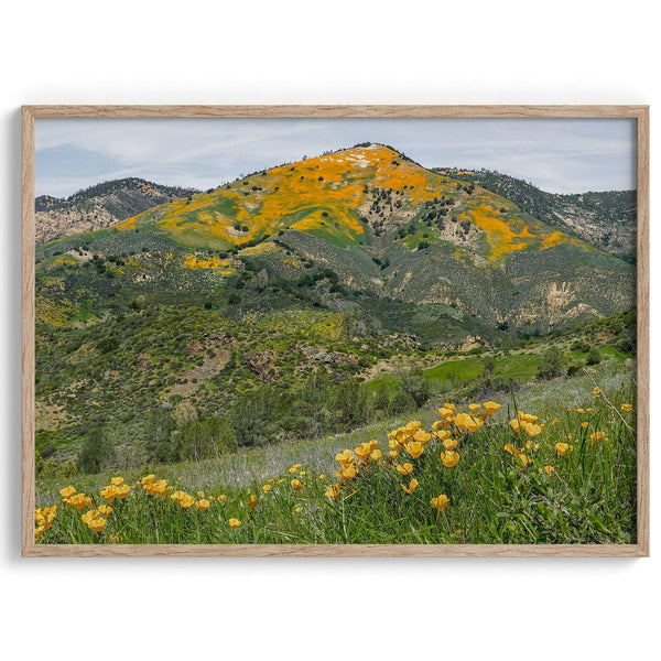 A fine art flower mountain print showing an awe-inspiring Poppy bloom on Figueroa Mountain in Californi.